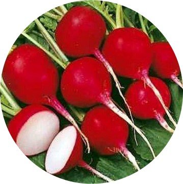 Turnip – Red